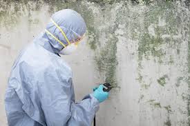 Best Basement Mold Removal  in Ocean Springs, MS